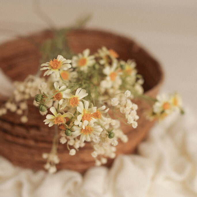 delicate Daisies