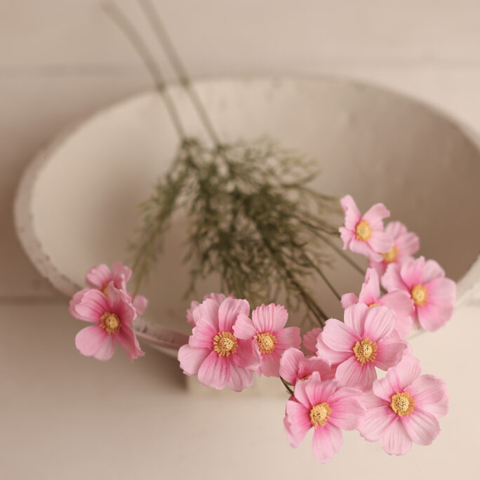 Flower - PINK Cosmos