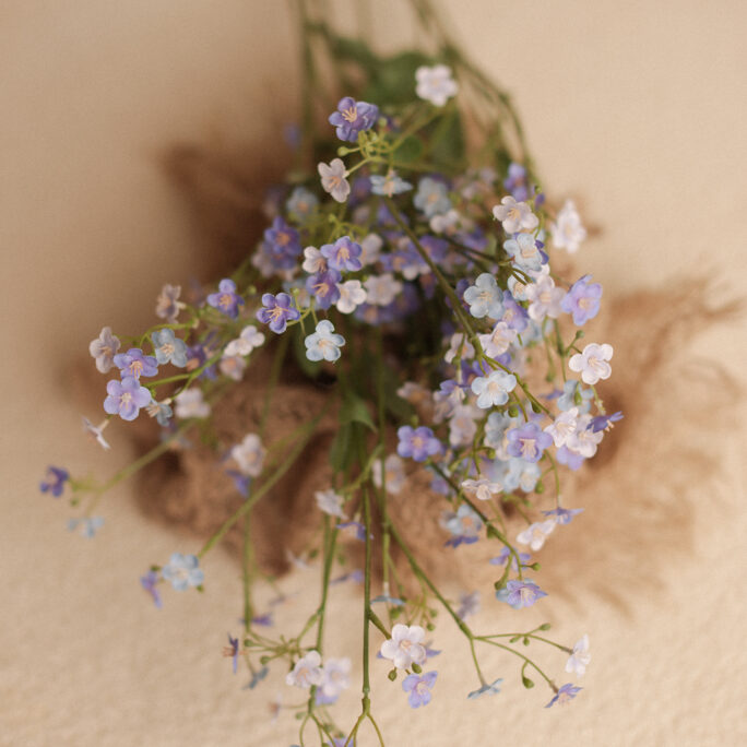 Forget Me Not