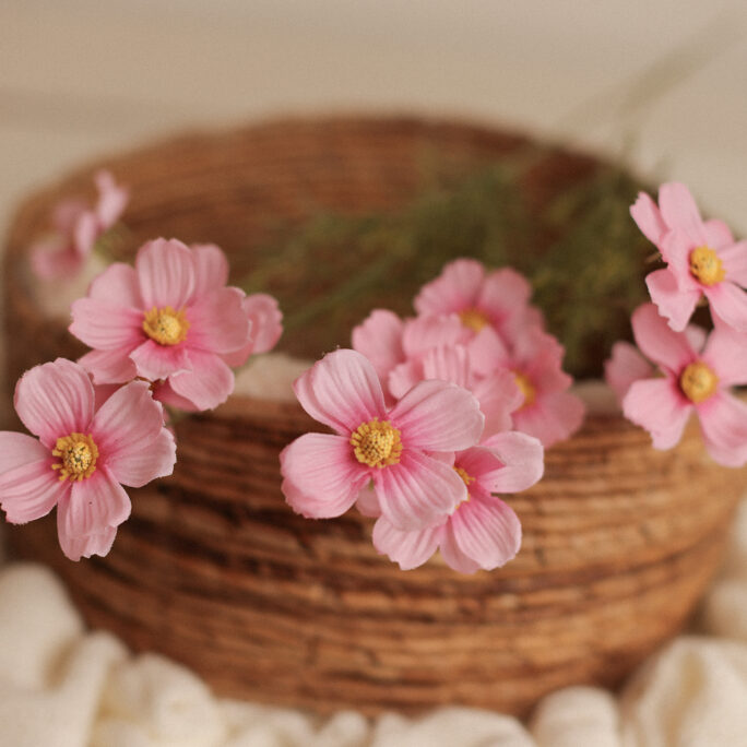PINK COSMOS